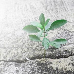 plant growing in concrete